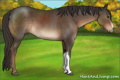 Horse Color:Liver Chestnut 