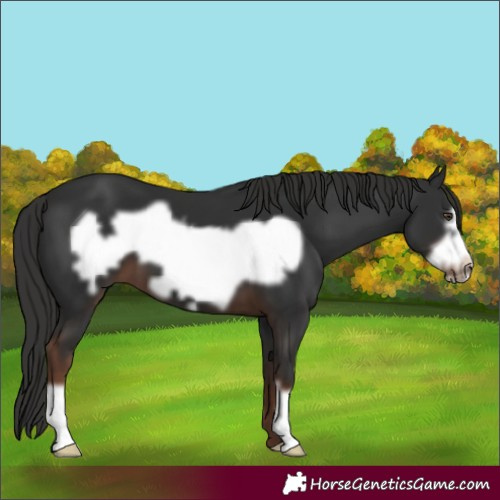 Horse Color:Liver Chestnut Frame 