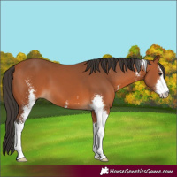 Horse Color:Bay Sabino 