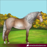 Horse Color:Gray Silver Sable Champagne