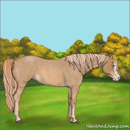 Horse Color:Red Roan Splash 
