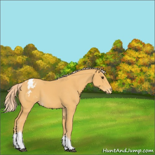 Horse Color:Palomino Tobiano Blanket 