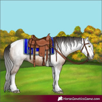 Horse Color:Gray Amber Champagne Tobiano 
