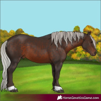 Horse Color:Silver Brown 