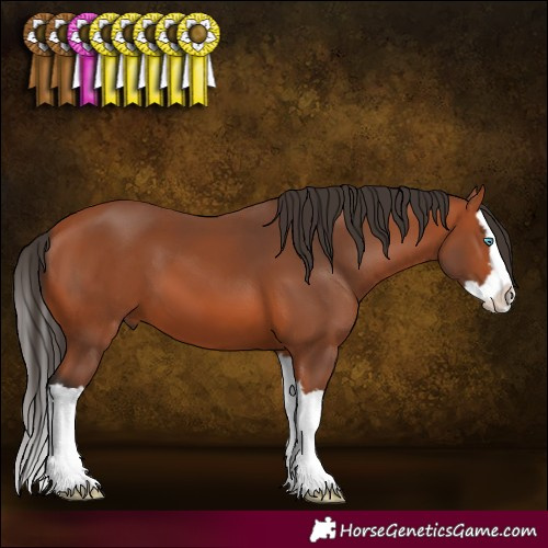 Horse Color:Bay Splash 