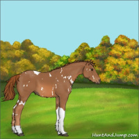 Horse Color:White Spotted Chestnut Tobiano 