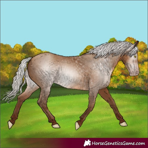 Horse Color:Gray Silver Sable Champagne 