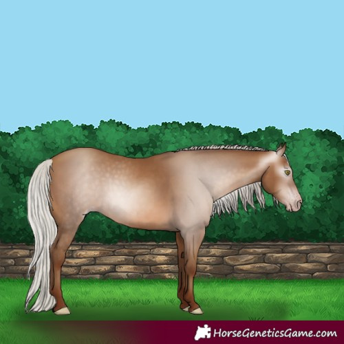 Horse Color:Gray Silver Sable Champagne