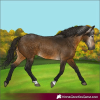 Horse Color:Gray Buckskin 