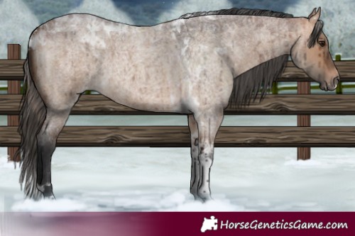 Horse Color:Bay Roan Dun Tobiano Brindle 
