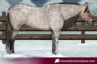 Horse Color:Bay Roan Dun Tobiano Brindle