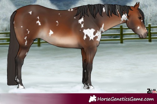 Horse Color:White Spotted Bay 
