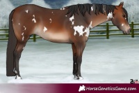 Horse Color:White Spotted Bay 