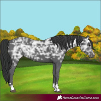 Horse Color:Black Ice Rabicano 