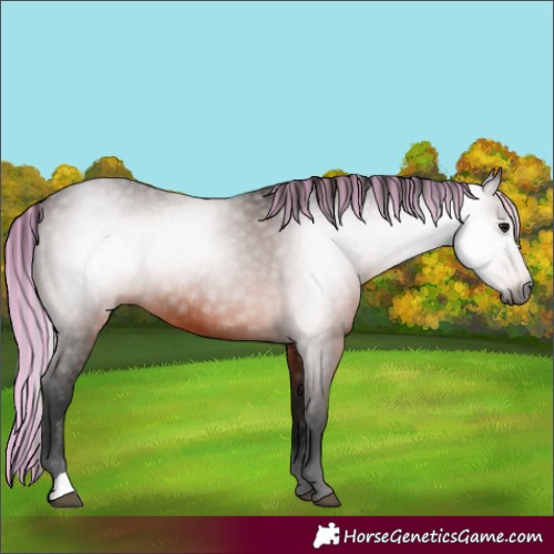 Horse Color:Gray Painted Bay