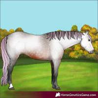 Horse Color:Gray Painted Bay