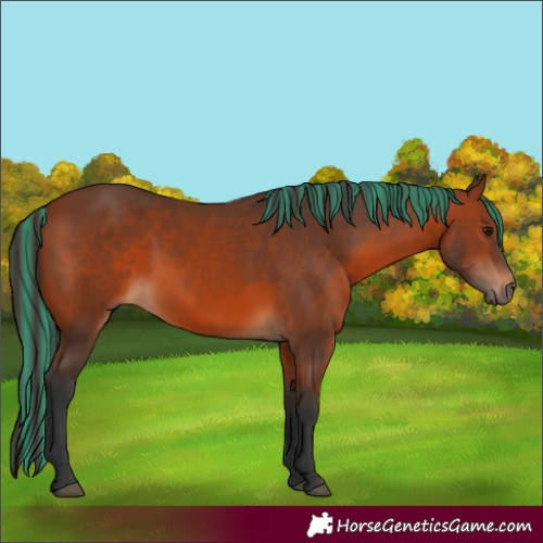 Horse Color:Painted Bay Rabicano 