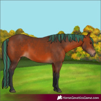 Horse Color:Painted Bay Rabicano 