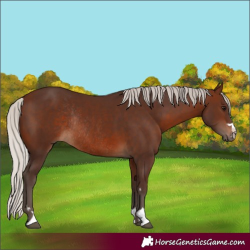 Horse Color:Silver Brown Rabicano 