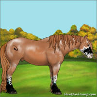 Horse Color:Chestnut Sabino