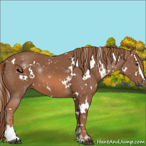 Horse Color:White Spotted Chestnut Sabino
