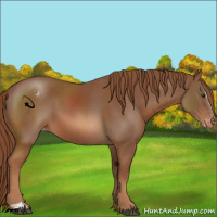 Horse Color:Chestnut Sabino Varnish