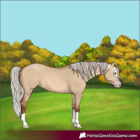 Horse Color:Gray Silver Sable Champagne Dun Splash 