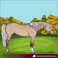 Horse Color:Silver Brown Dun Sabino 