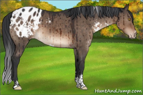 Horse Color:Brown Dun Sabino Appaloosa Brindle 