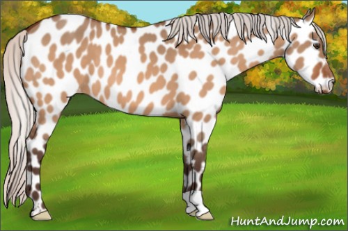 Horse Color:Silver Brown Dun Appaloosa 