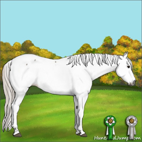 Horse Color:Gray Silver Brown Dun Appaloosa 