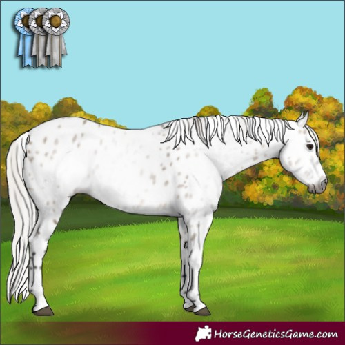 Horse Color:Gray Silver Brown Dun Leopard 