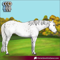 Horse Color:Gray Silver Brown Dun Leopard 