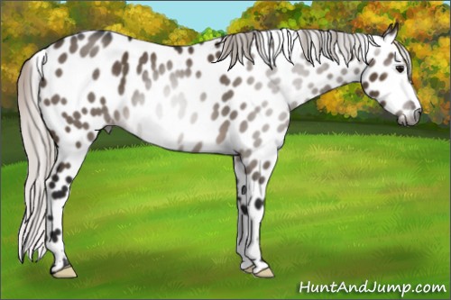 Horse Color:Gray Silver Brown Dun Appaloosa 