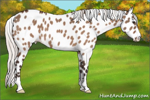 Horse Color:Silver Brown Dun Leopard 