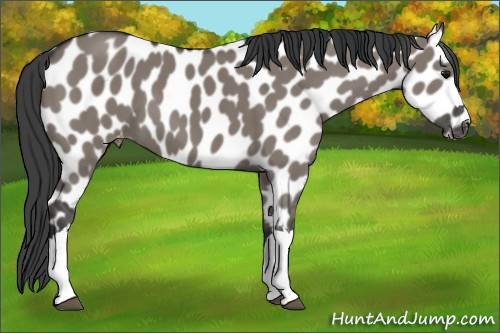 Horse Color:Grullo Appaloosa 