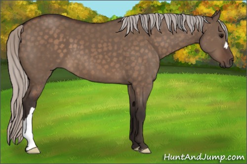 Horse Color:Silver Brown Dun 