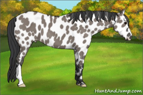 Horse Color:Grullo Appaloosa 