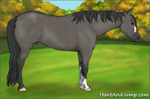 Horse Color:Grullo 