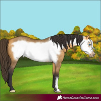 Horse Color:Buckskin Dun Frame 