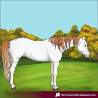 Horse Color:Red Dun Roan Appaloosa 