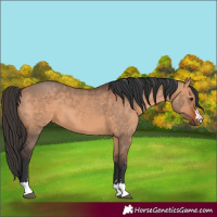 Horse Color:Bay Dun 