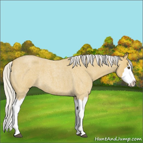 Horse Color:Silver Buckskin Roan Splash