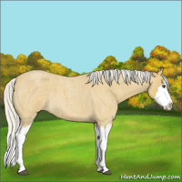 Horse Color:Silver Buckskin Roan Splash