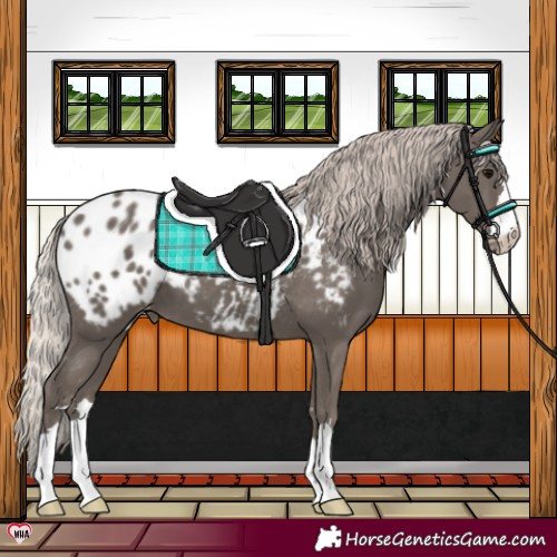 Horse Color:Silver Black Blanket 