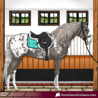 Horse Color:Silver Black Blanket