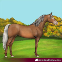 Horse Color:Gray Silver Sable Champagne 
