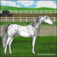 Horse Color:Grullo Sabino Splash  and Grullo Sabino Splash 