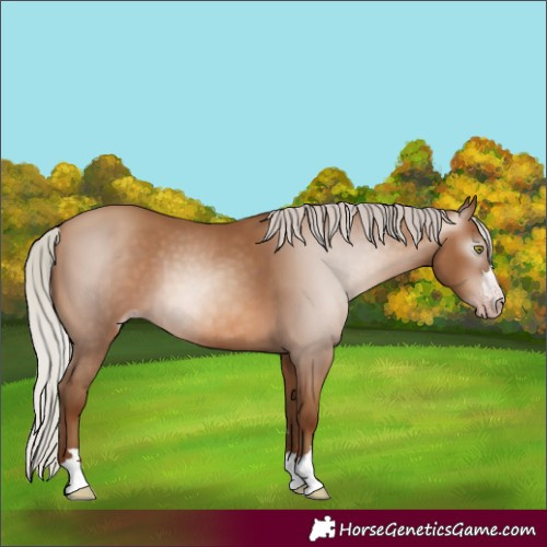 Horse Color:Gray Silver Sable Champagne 