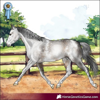 Horse Color:Gray Brown Dun Sabino 